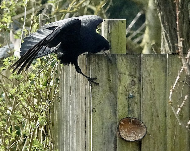 rook